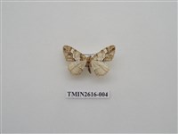 藏品(尺蛾135)的圖片